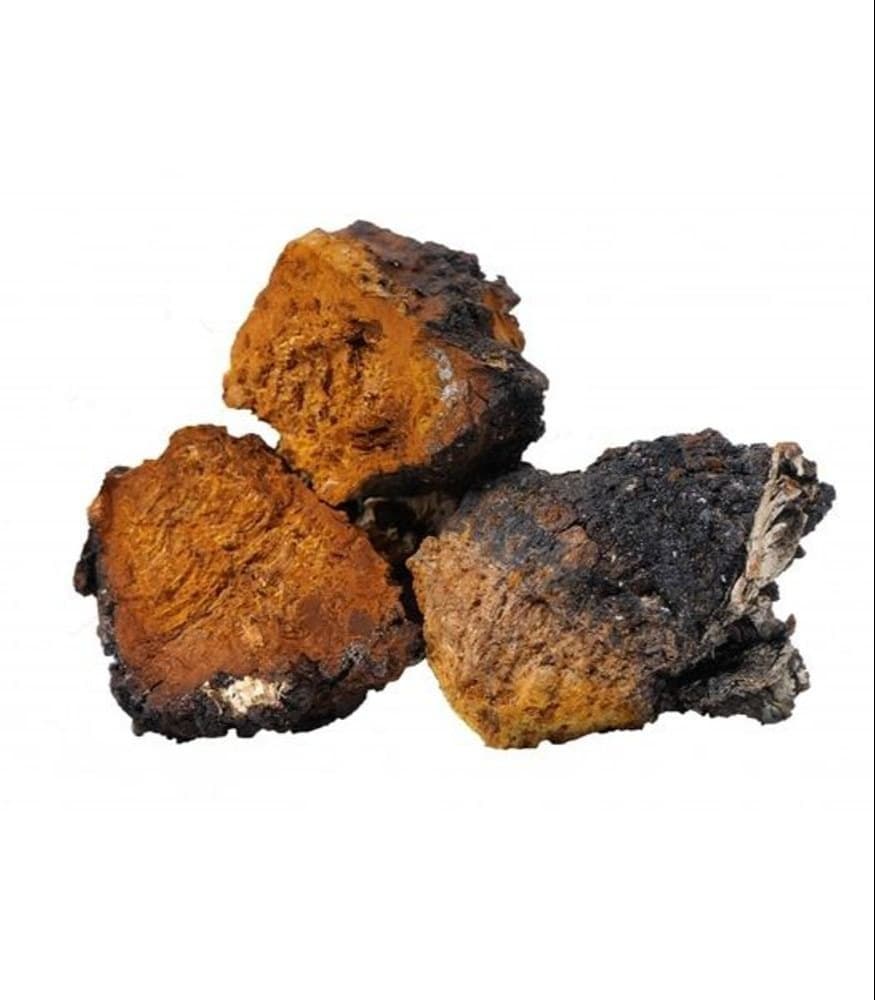 Chaga Mushroom (Inonotus obliquus)