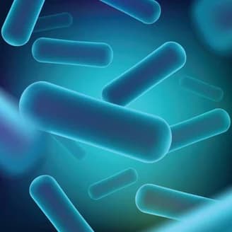 Bacillus subtilis DE111
