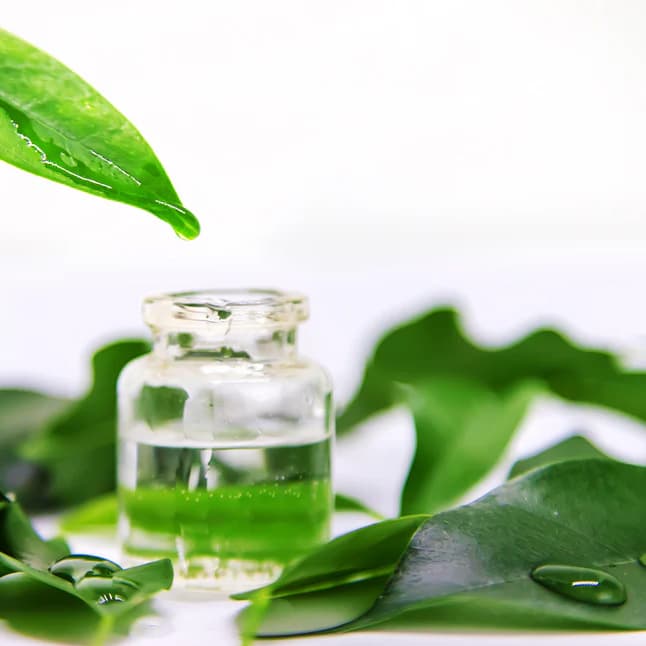 Tea extract
