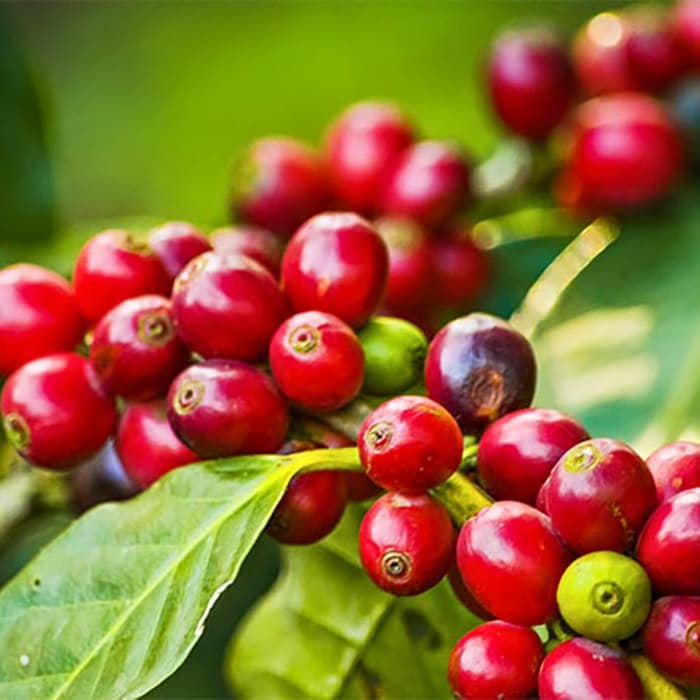 Coffeefruit extract