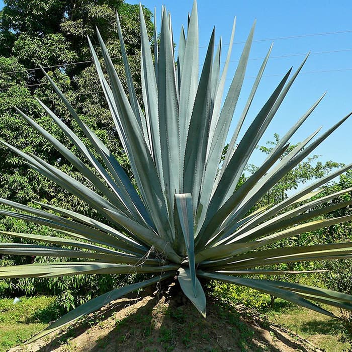 Agave nectar