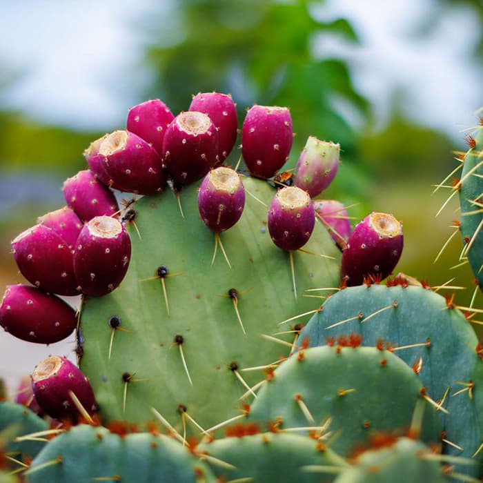 Nopal cactus extract