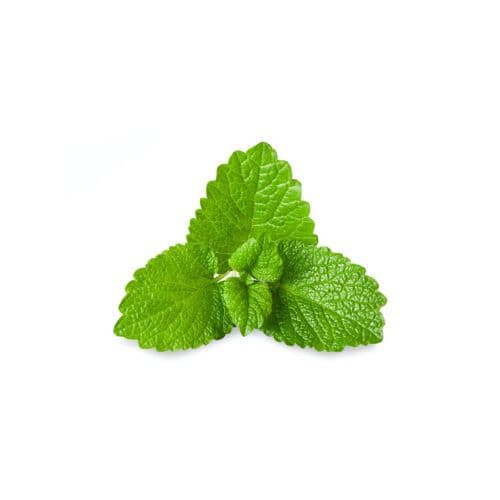 Organic Lemon Balm