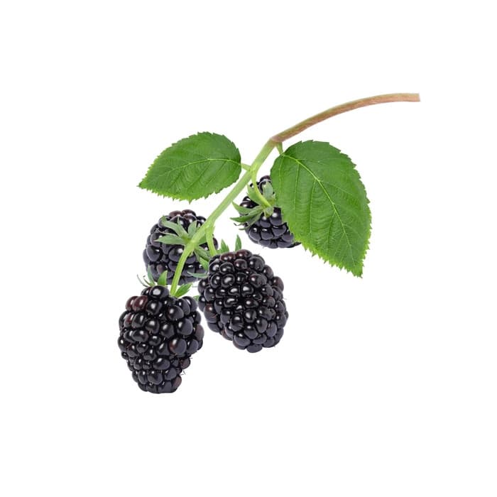 Blackberry