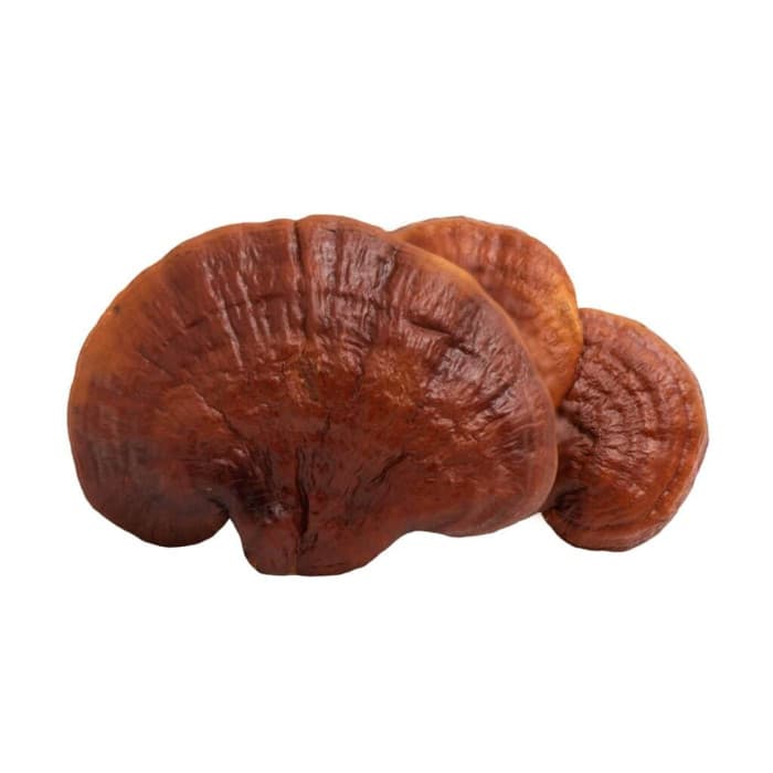 Reishi Extract