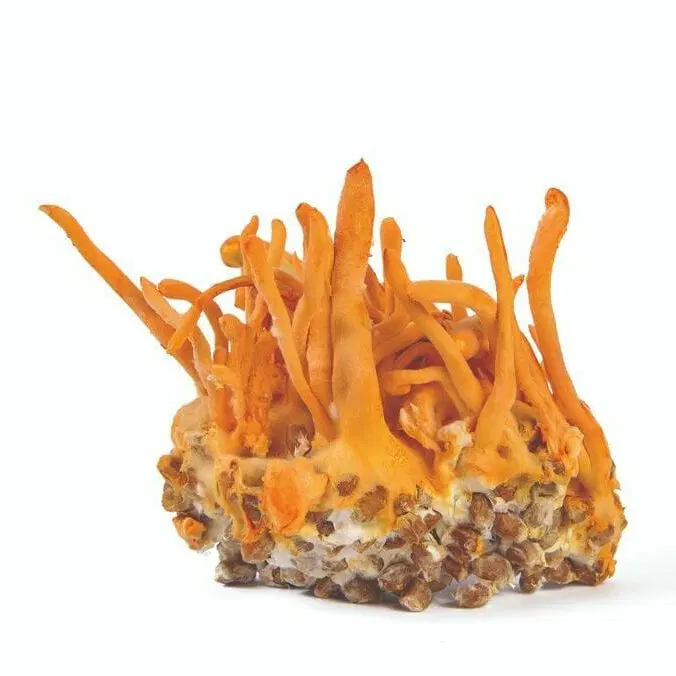Organic Cordyceps mushroom